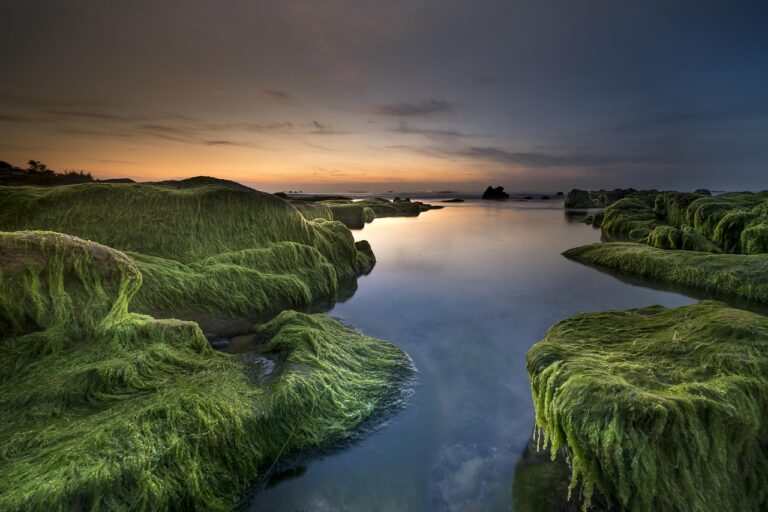 coast, windows wallpaper, wallpaper 4k, desktop backgrounds, free wallpaper, full hd wallpaper, algae, cool backgrounds, sea, beach, shore, background, green, summer, 4k wallpaper, free background, sky, nature, mac wallpaper, water, beautiful wallpaper, landscape, laptop wallpaper, rocky coast, outdoors, 4k wallpaper 1920x1080, hd wallpaper, wallpaper hd, ocean, asia, sunset, sky background, peaceful, nature wallpaper