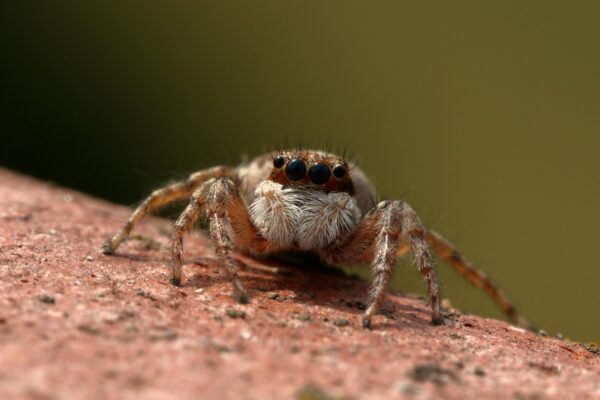 How Micro-Cracks in Tiles Develop from Spider Web Exposure spider, jumper, insect, predator, spider, spider, spider, spider, spider