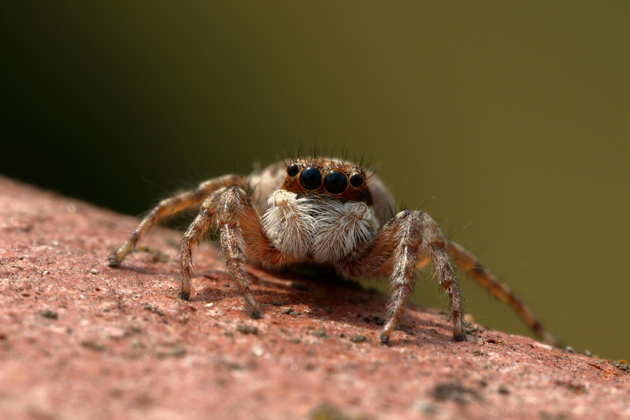 spider, jumper, insect, predator, spider, spider, spider, spider, spider