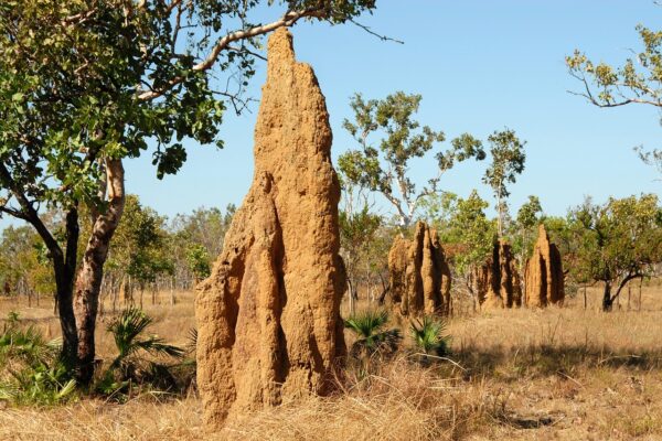 Impact of migrating insects (termites, ants) on roof repair integrity termite mounds, ants, landscape, australia, termite mounds, ants, ants, ants, ants, ants, australia, australia
