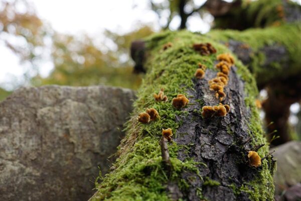 The Secret Life of Roof Moss: Friend or Foe? Secret Life of Roof Moss