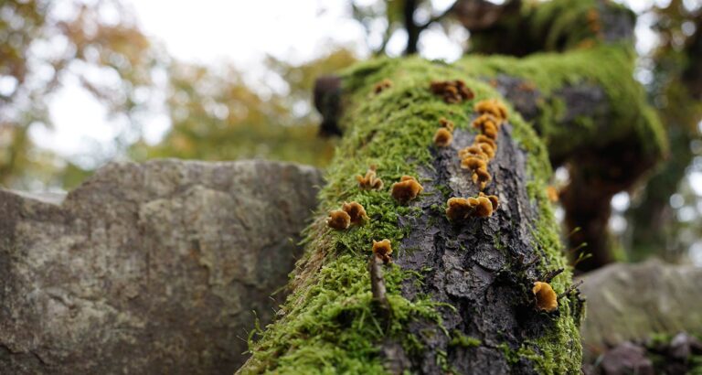 Secret Life of Roof Moss