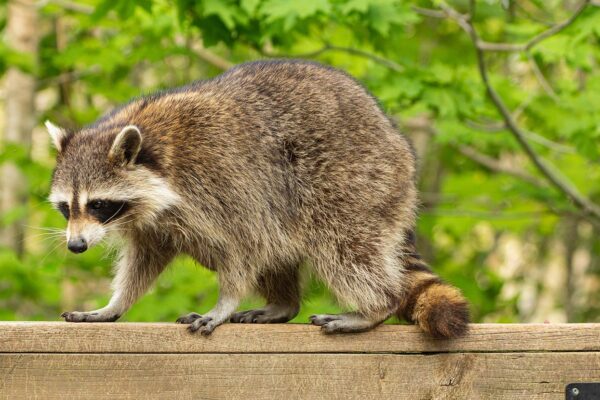 What Happens When a Raccoon Lives in Your Roof for Too Long