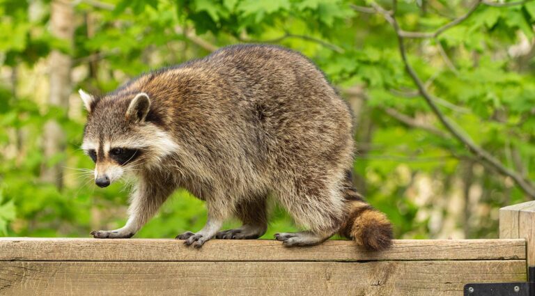What Happens When a Raccoon Lives in Your Roof for Too Long