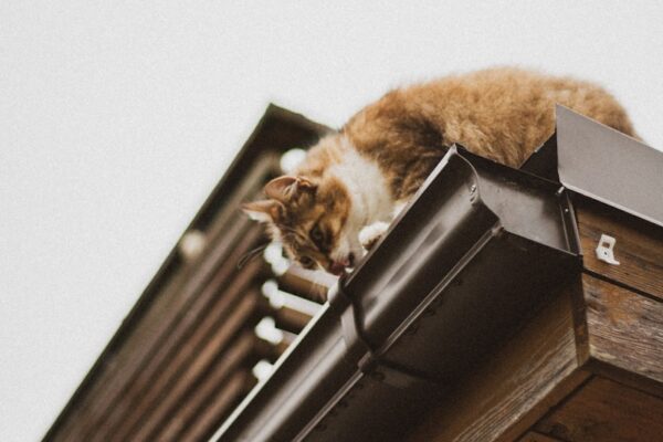 orange tabby cat on roof
