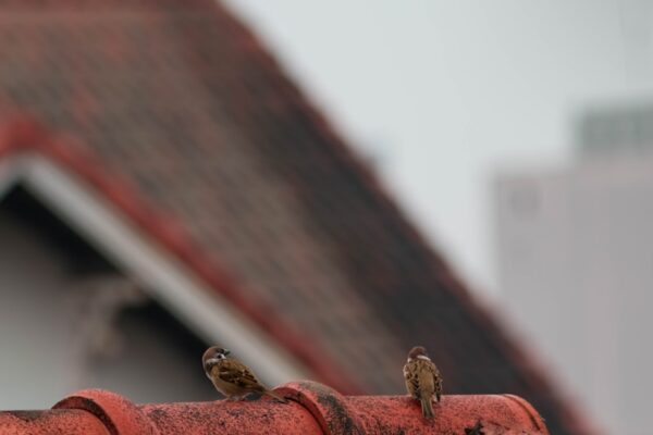 Reattaching bird-deterrent spikes dislodged during gutter cleaning Two birds perched on the roof of a house